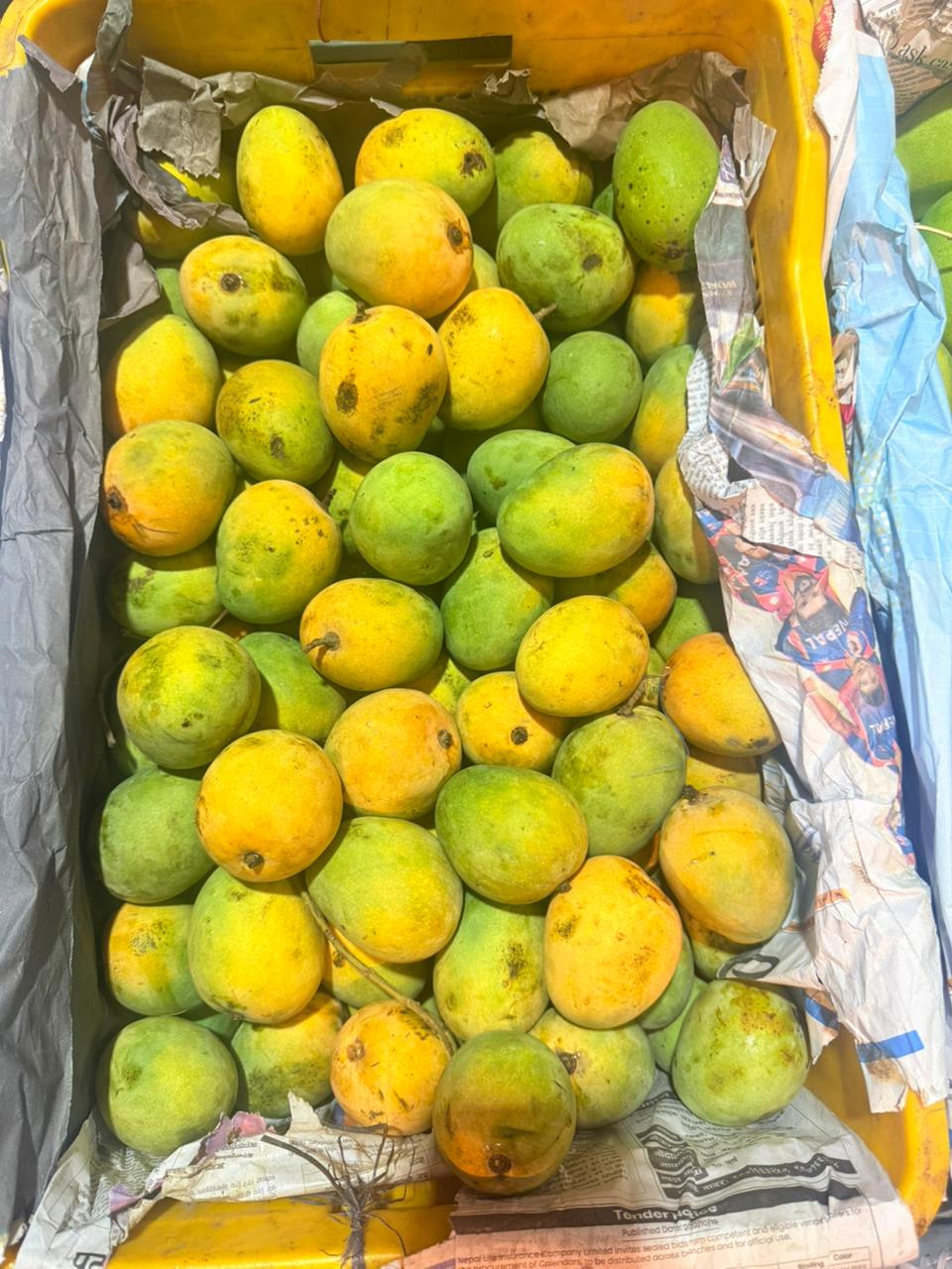 Mango Varieties